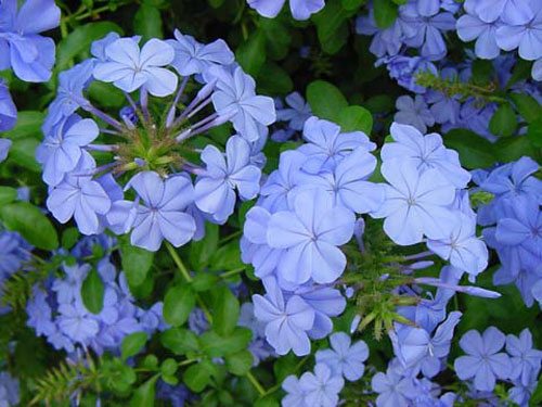 ForumEA/F/plumbago.jpg